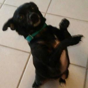 Meet your Posher, Dodie